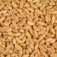 Wheat
